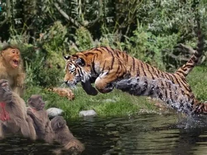 Tiger Growling at Monkey: An In-Depth Analysis of This Fascinating Animal Behavior