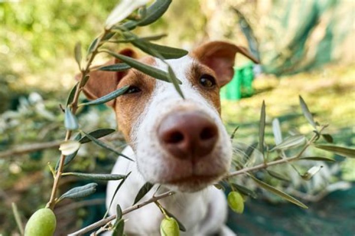 Uncovering the Benefits of Olive Oil for Dogs